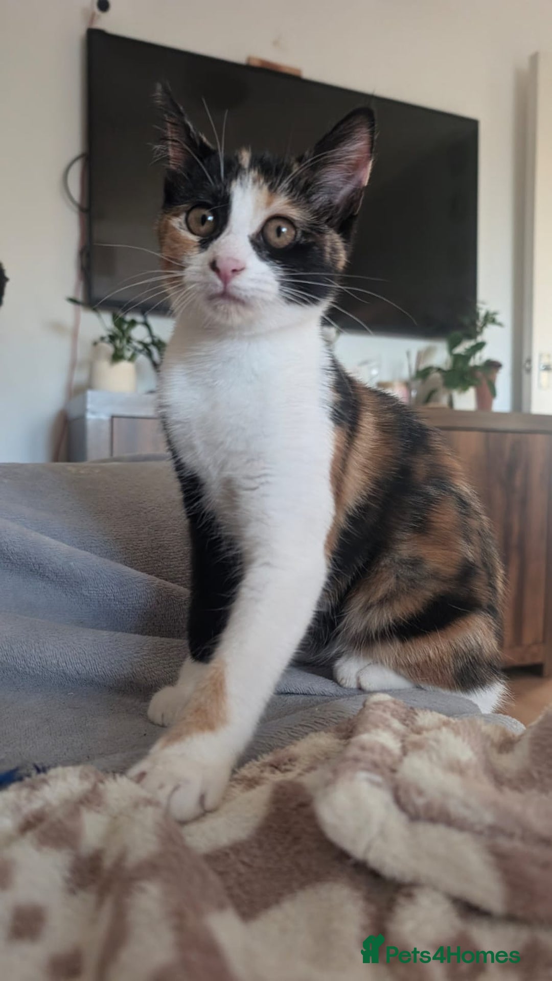 Mixed Breed cats for sale: Kittens  - Image 2