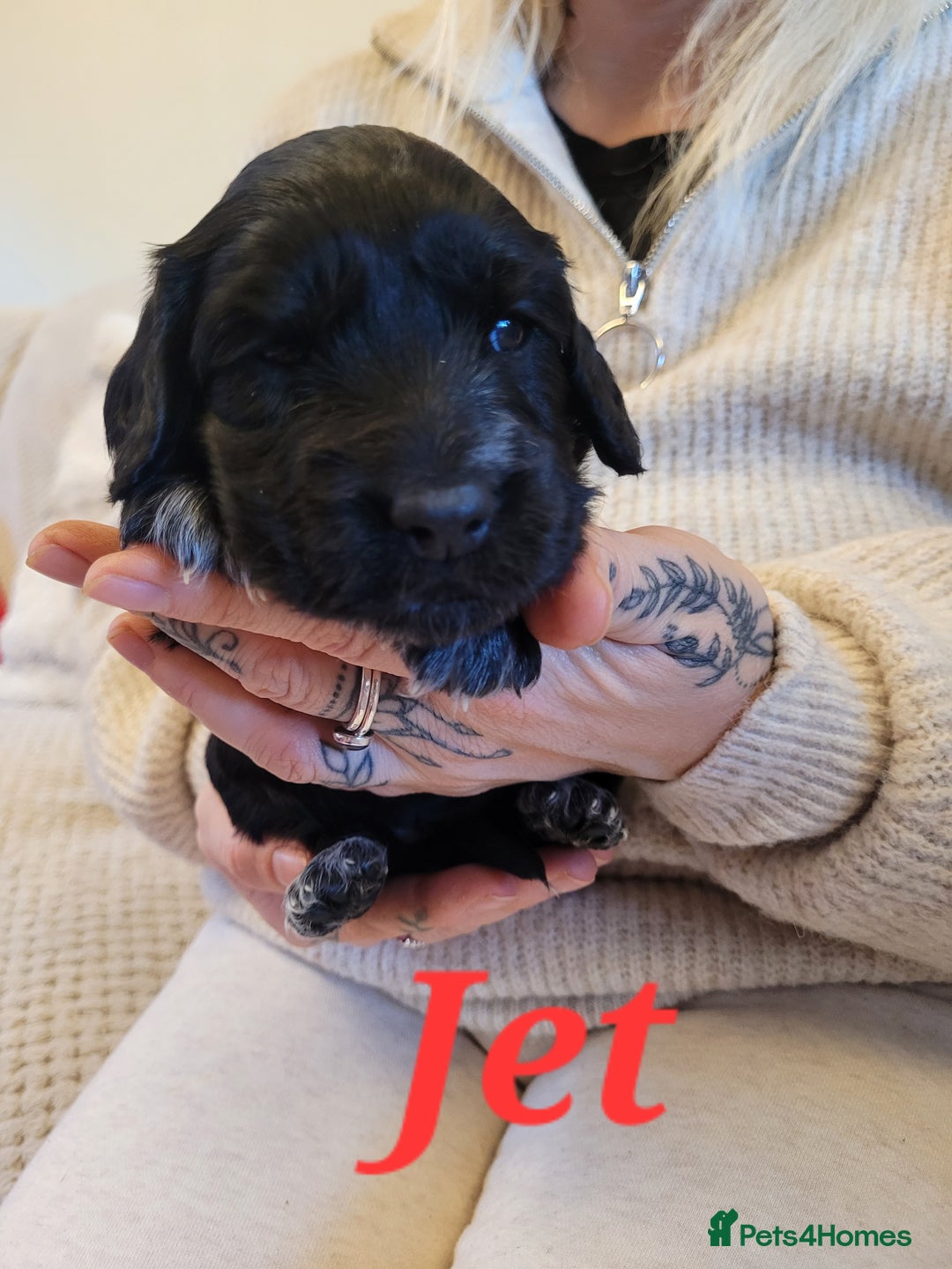 Cocker Spaniel dogs for sale: Gorgeous litter of cocker spaniels - Advert 23