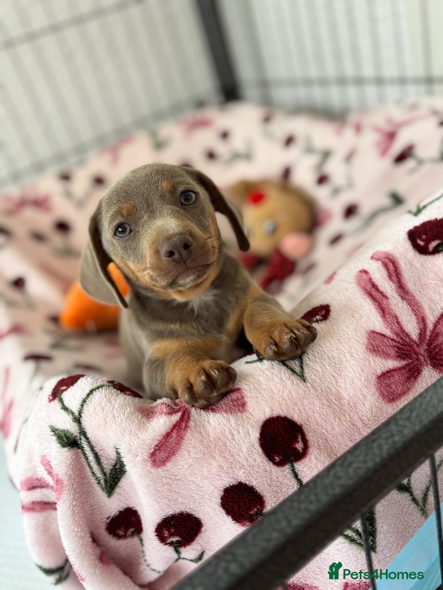 Chiweenie dogs Last Beautiful silver boy ready to go !! - Advert 2