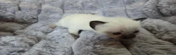 Ragdoll cats for sale: 4 Beautiful Ragdoll kittens, 2 Seal, 2 Lilac - Advert 29