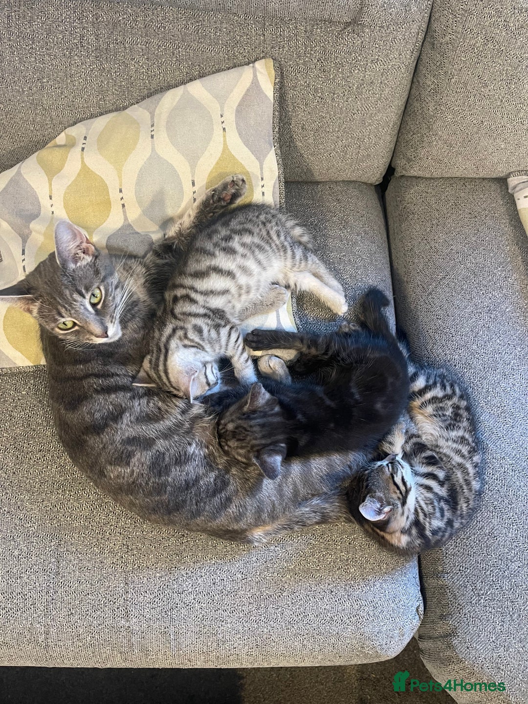 Bengal cats for sale: 🐾 Beautiful Bengal Kittens 🐾 - Image 3