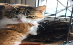 Mixed Breed cats for sale: 3 Happy Healthy Kittens - Image 7