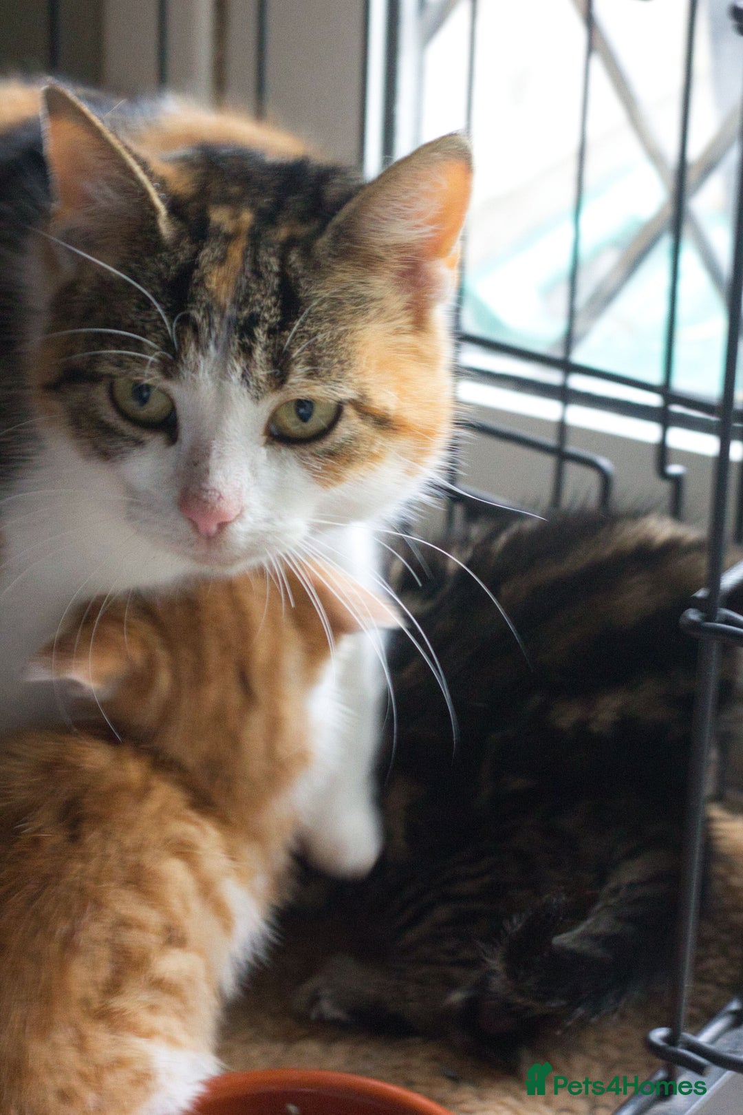 Mixed Breed cats for sale: 3 Happy Healthy Kittens - Image 7