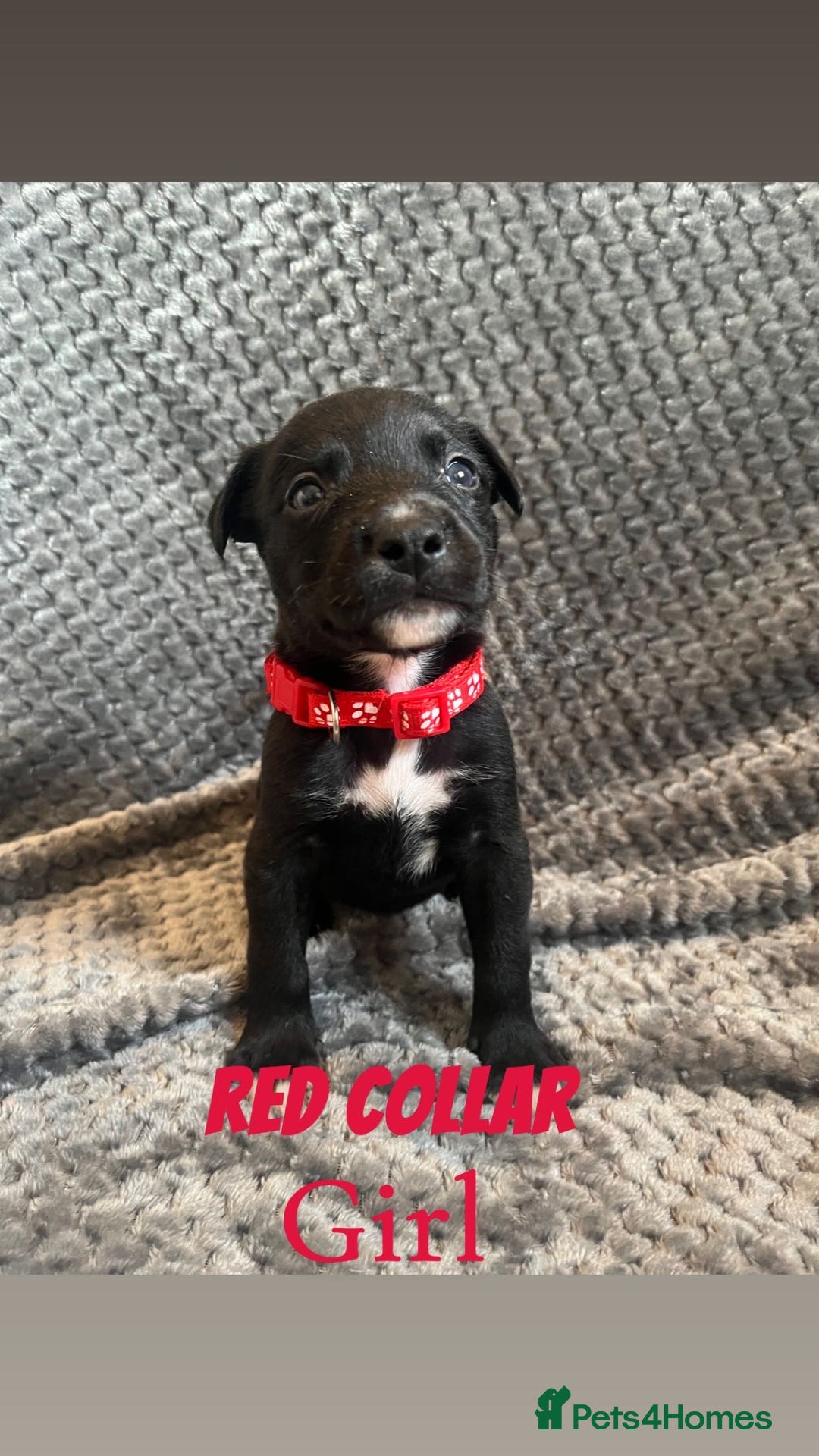 Mixed Breed dogs for sale: 11 Lurcher x Staffy pups for Sale! - Advert 13
