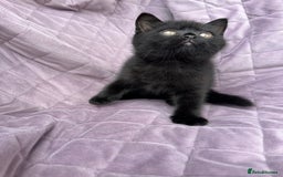 British Shorthair cats for sale: British shorthair kittens🐻🐻‍❄️🐻🐻‍❄️🐻🐻‍❄️ - Image 21