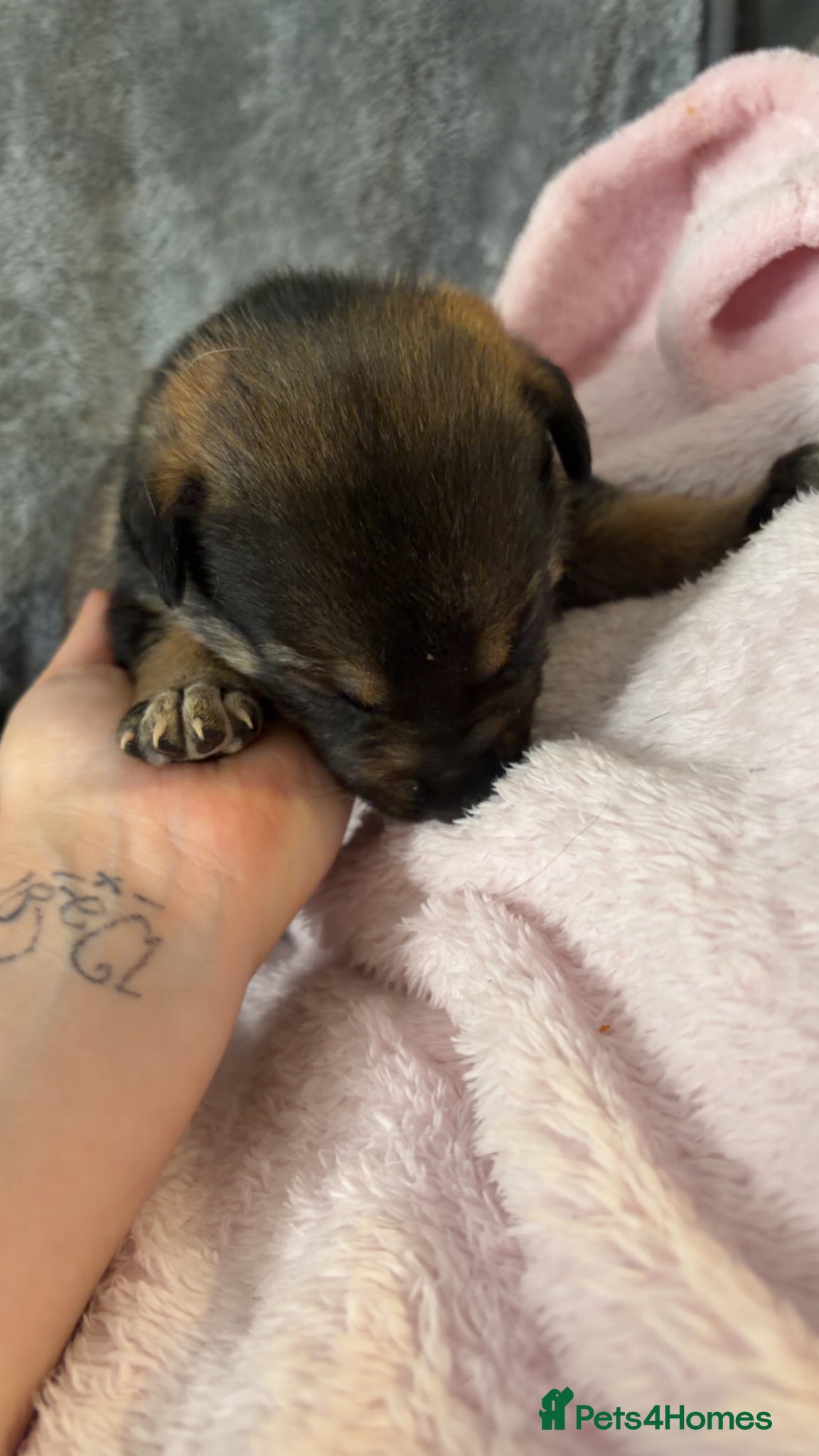 Mixed Breed dogs for sale: Belgian Mali x German shepherd  - Advert 6