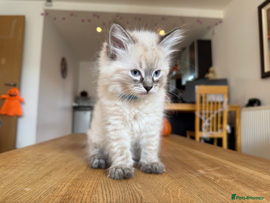 Ragdoll cats for sale: Ragdoll Kittens for Sale - Image 21