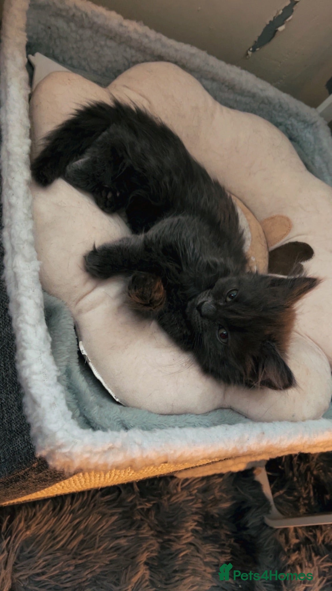 Nebelung cats Nebelung kittens  - Advert 1