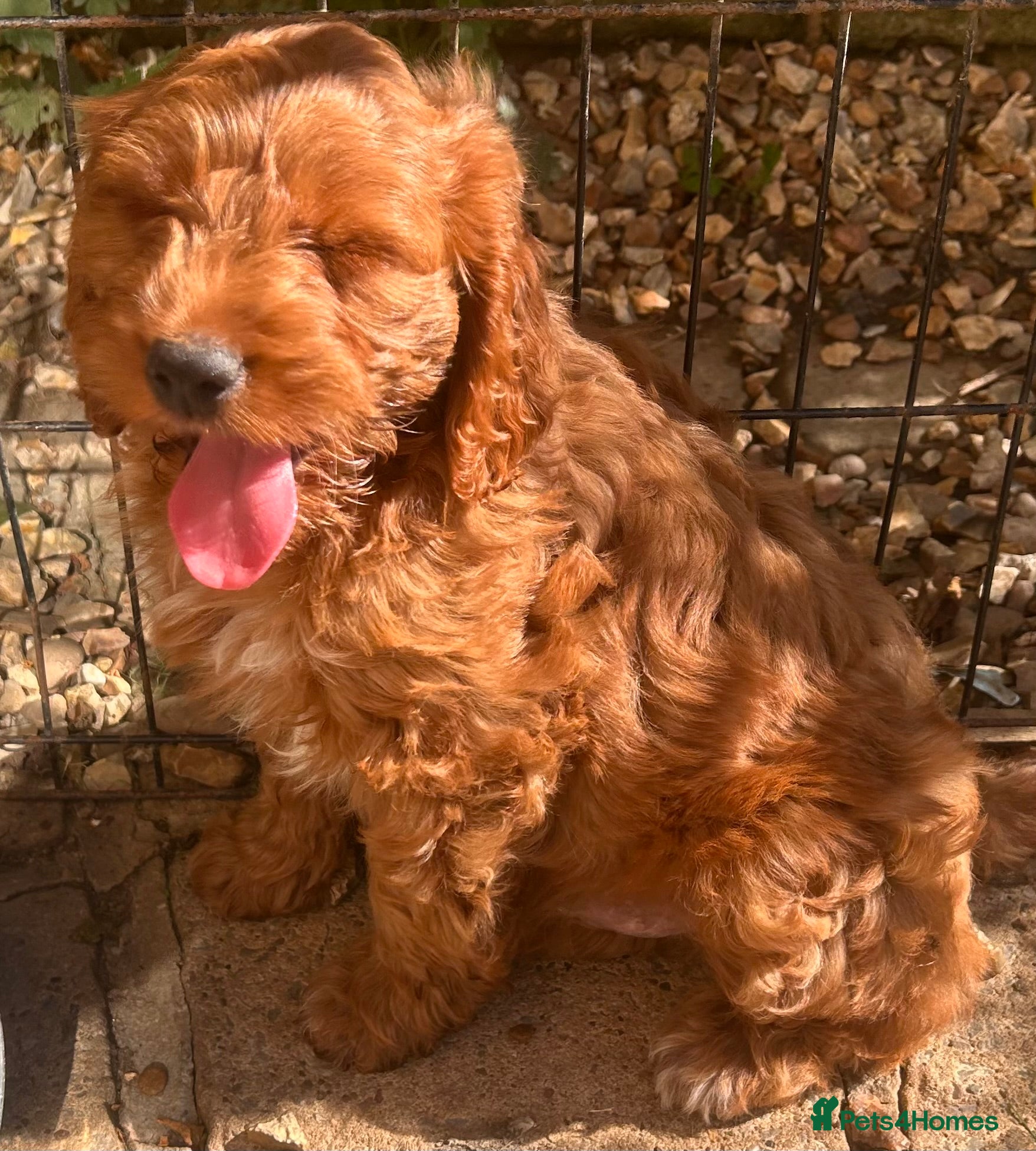 Cockapoo dogs READY NOW! RED F1 HEALTH-CHECKED TOY COCKAPOOS - Advert 1