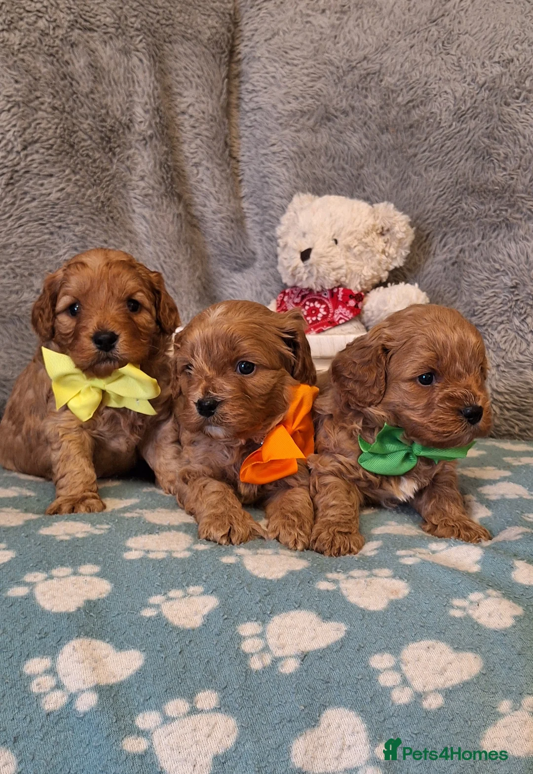 Cavapoo dogs for sale: Gorgeous health tested Cavapoo pups - Advert 1