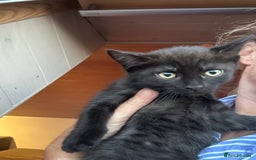 Ragdoll cats for sale: Beautiful Ragdoll X Kittens  - Image 17