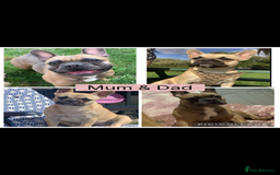 French Bulldog dogs for sale: Beautiful chunky Frenchie pups - Image 19