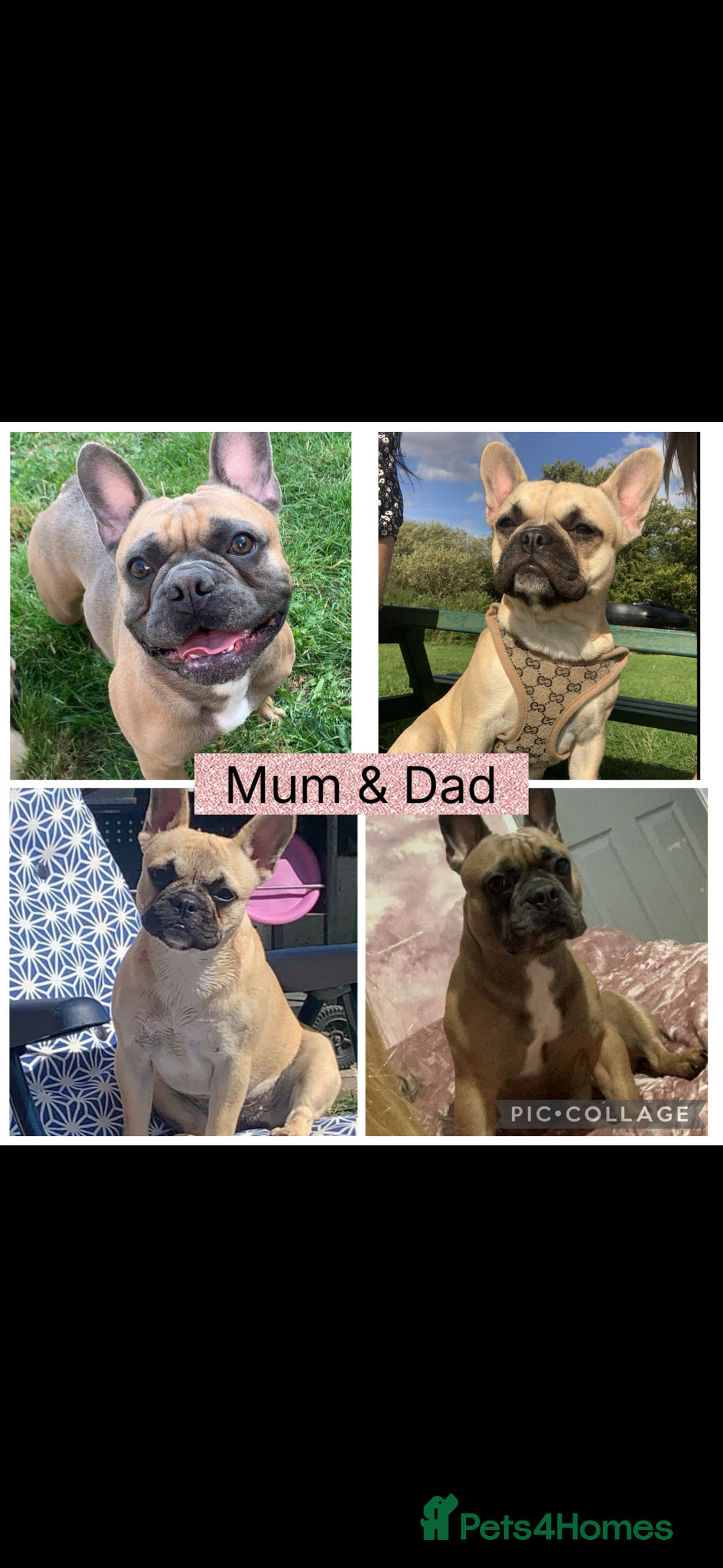 French Bulldog dogs for sale: Beautiful chunky Frenchie pups - Image 19