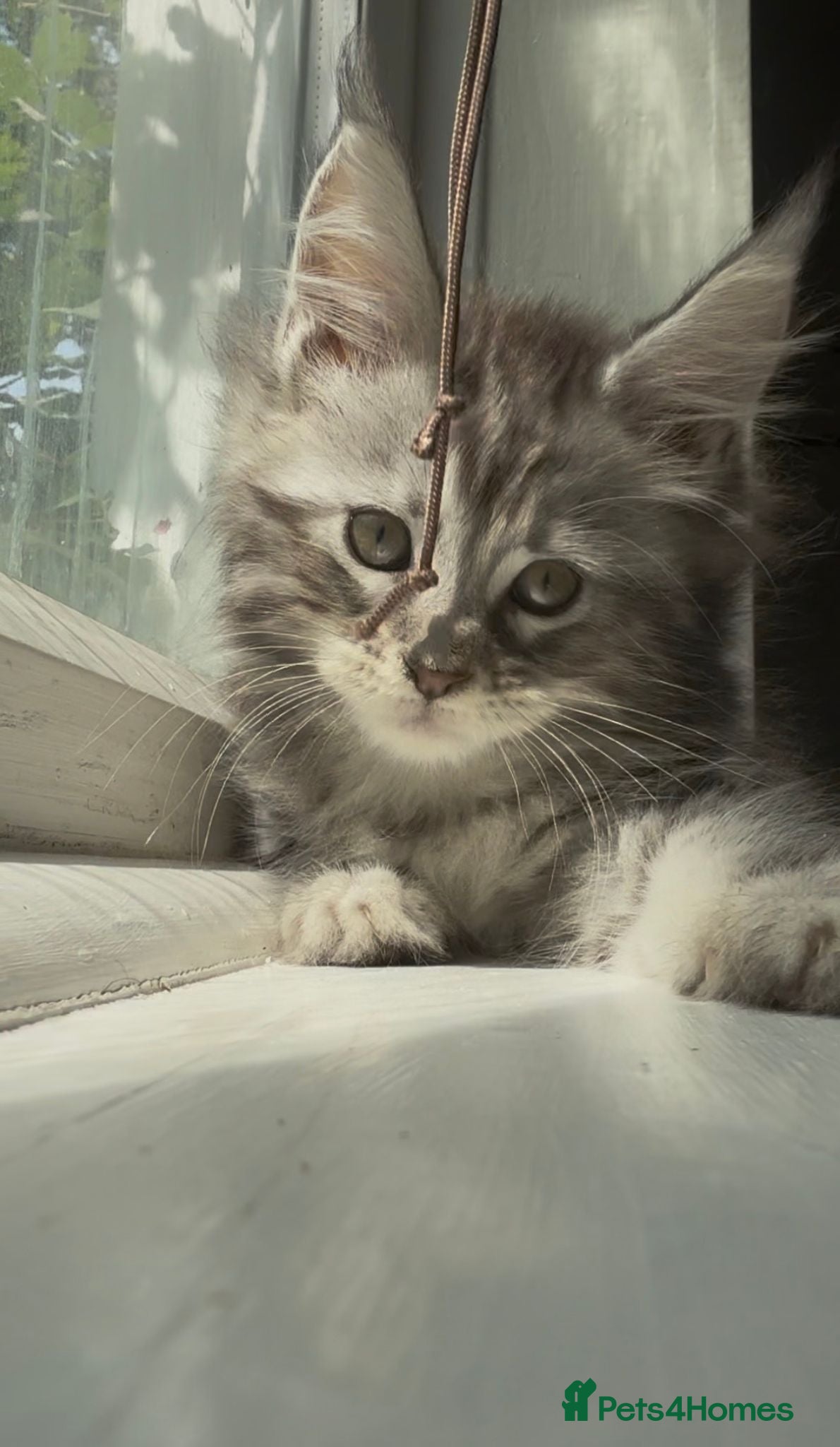 Maine Coon cats TICA Health Tested Maine Coon Kittens  - Advert 3