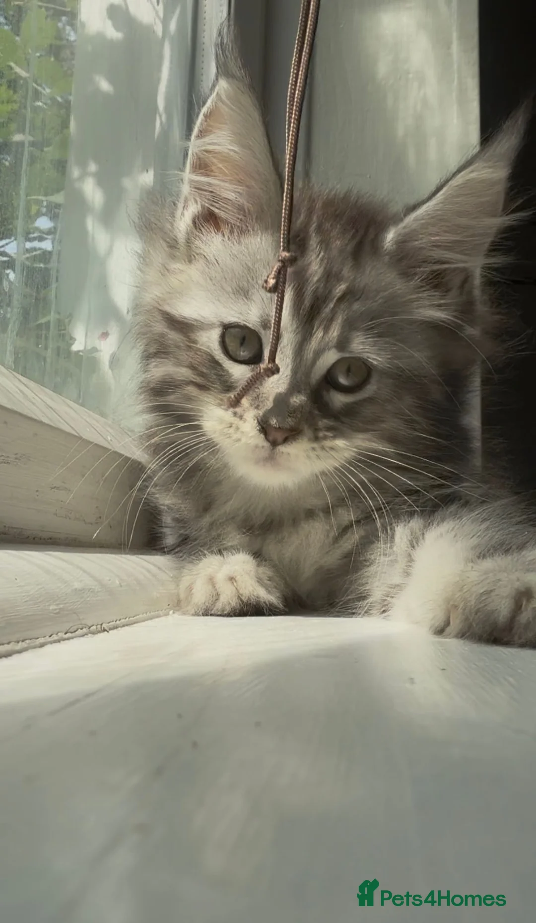 Maine Coon cats for sale: TICA Health Tested Maine Coon Kittens  - Advert 1