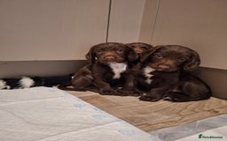 Sprocker dogs for sale: Beautiful Sprocker Spaniel Puppies  - Image 14
