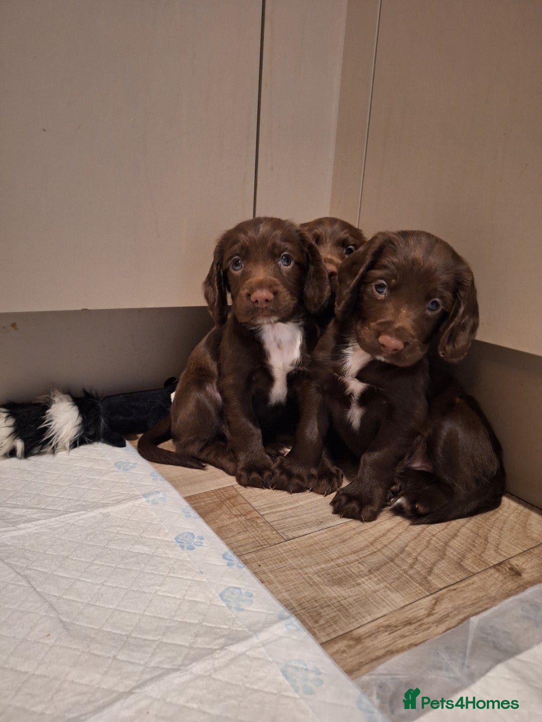 Sprocker dogs for sale: Beautiful Sprocker Spaniel Puppies  - Image 14
