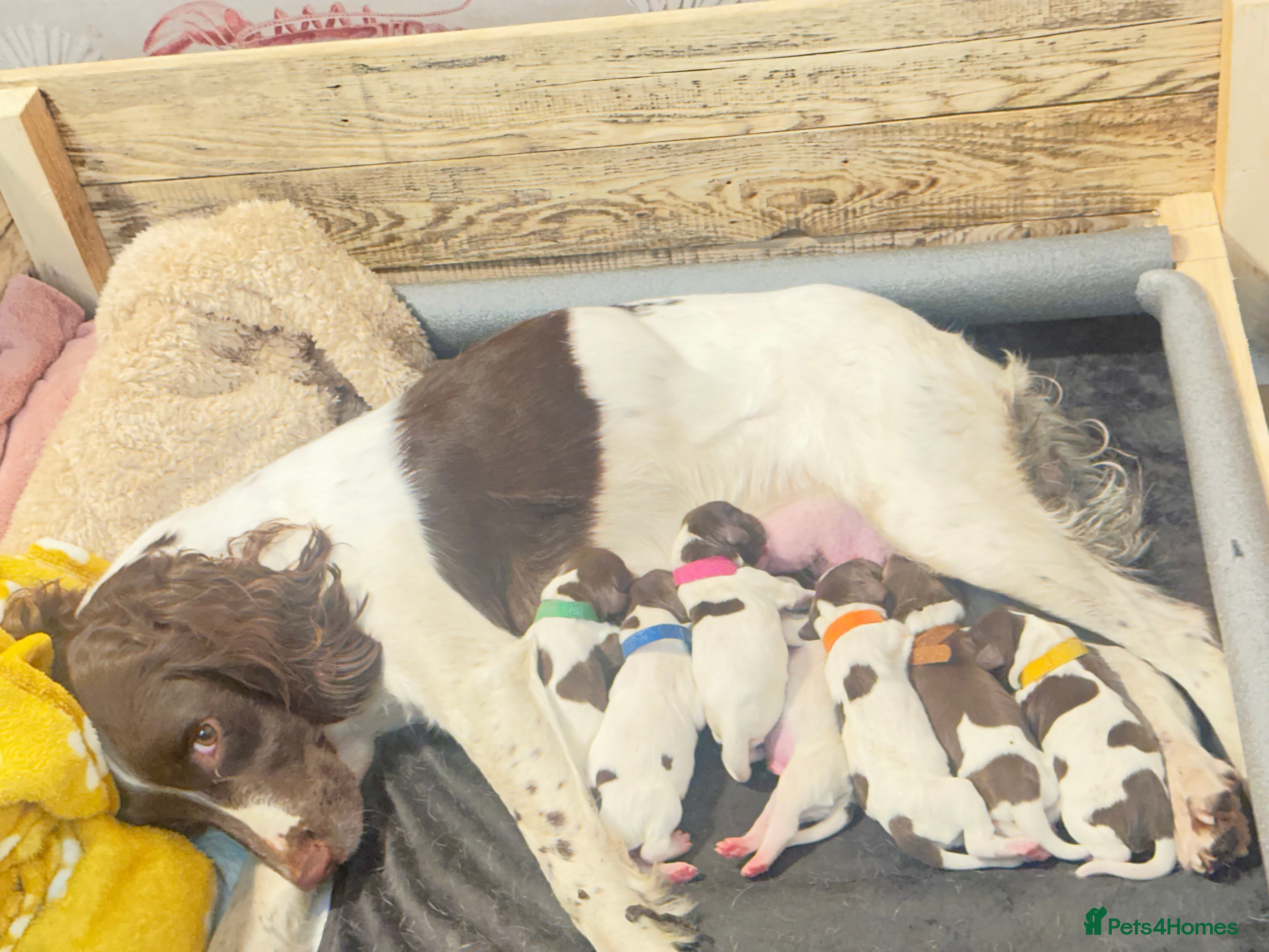 English Springer Spaniel dogs KC registered Springer Spainel  - Advert 3