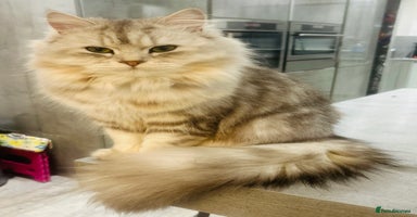 Persian cats - Advert 5