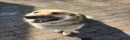 German Shepherd dogs for sale: German Shepeard 2yrs fantastic loving boy - Advert 3