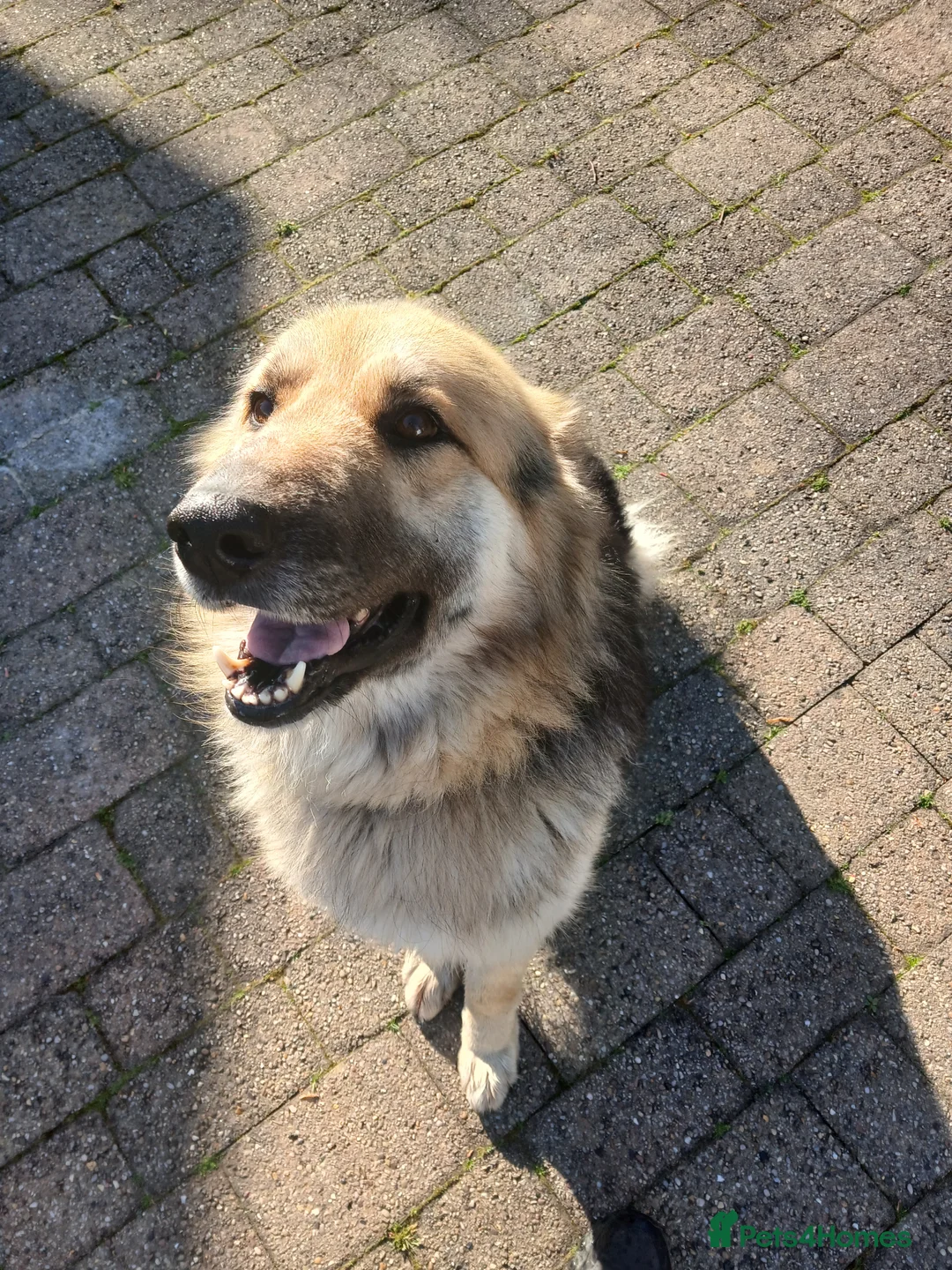 German Shepherd dogs for sale: German Shepeard 2yrs fantastic loving boy - Advert 3
