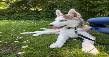 Mixed Breed dogs - Advert 14