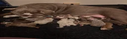 Olde English Bulldogge dogs for sale: 🐾PUPPIES HAVE ARRIVED🐾 💙🩷 - Advert 14