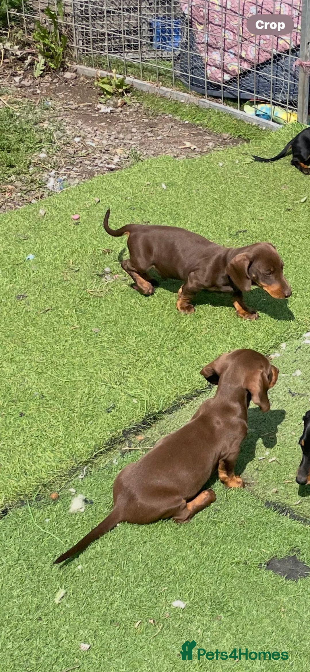 Miniature Dachshund dogs for sale: Mini dachshunds puppies fully vaccinated  - Image 6