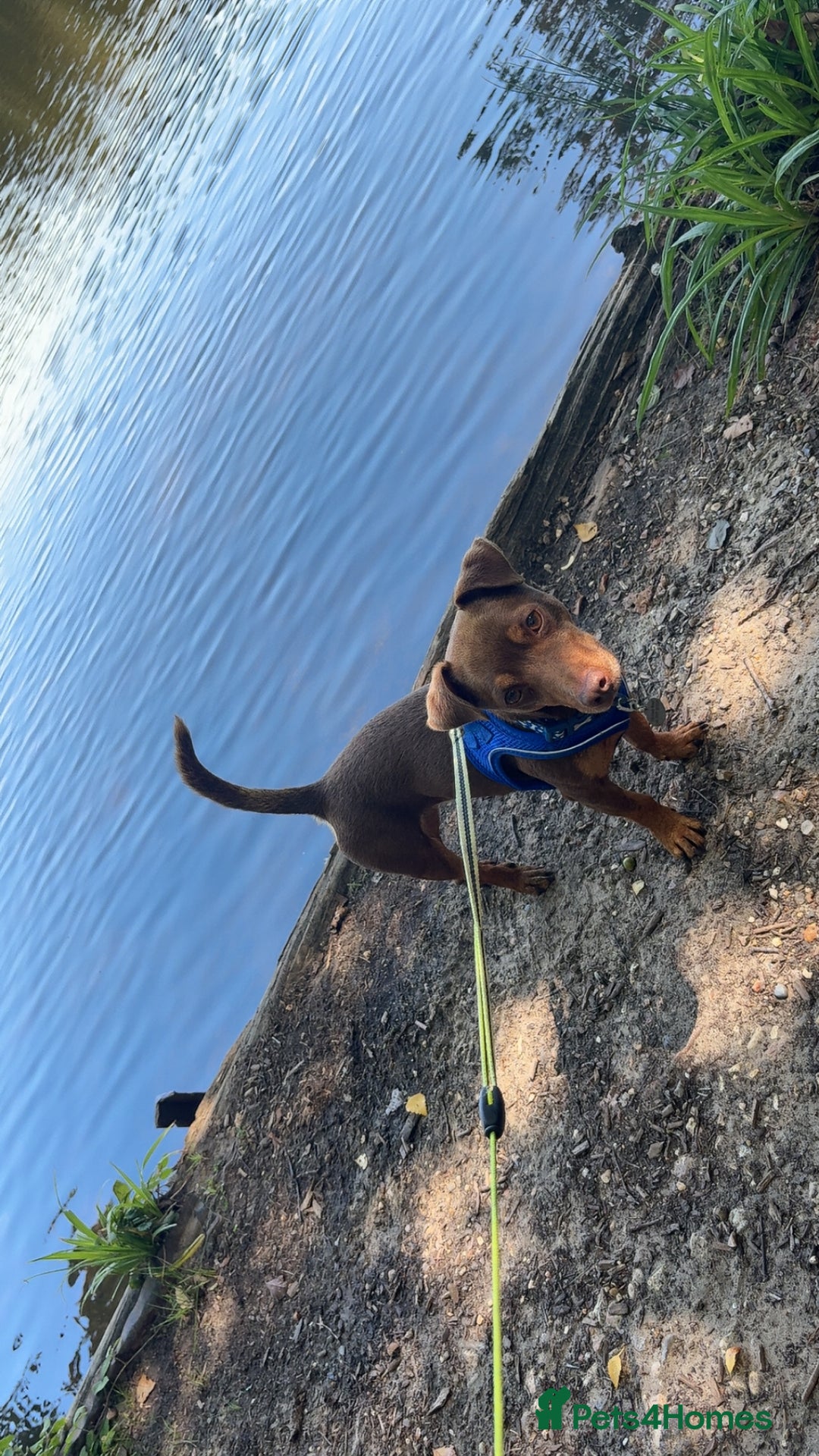 Jack Russell dogs for sale: Ralph - Image 1