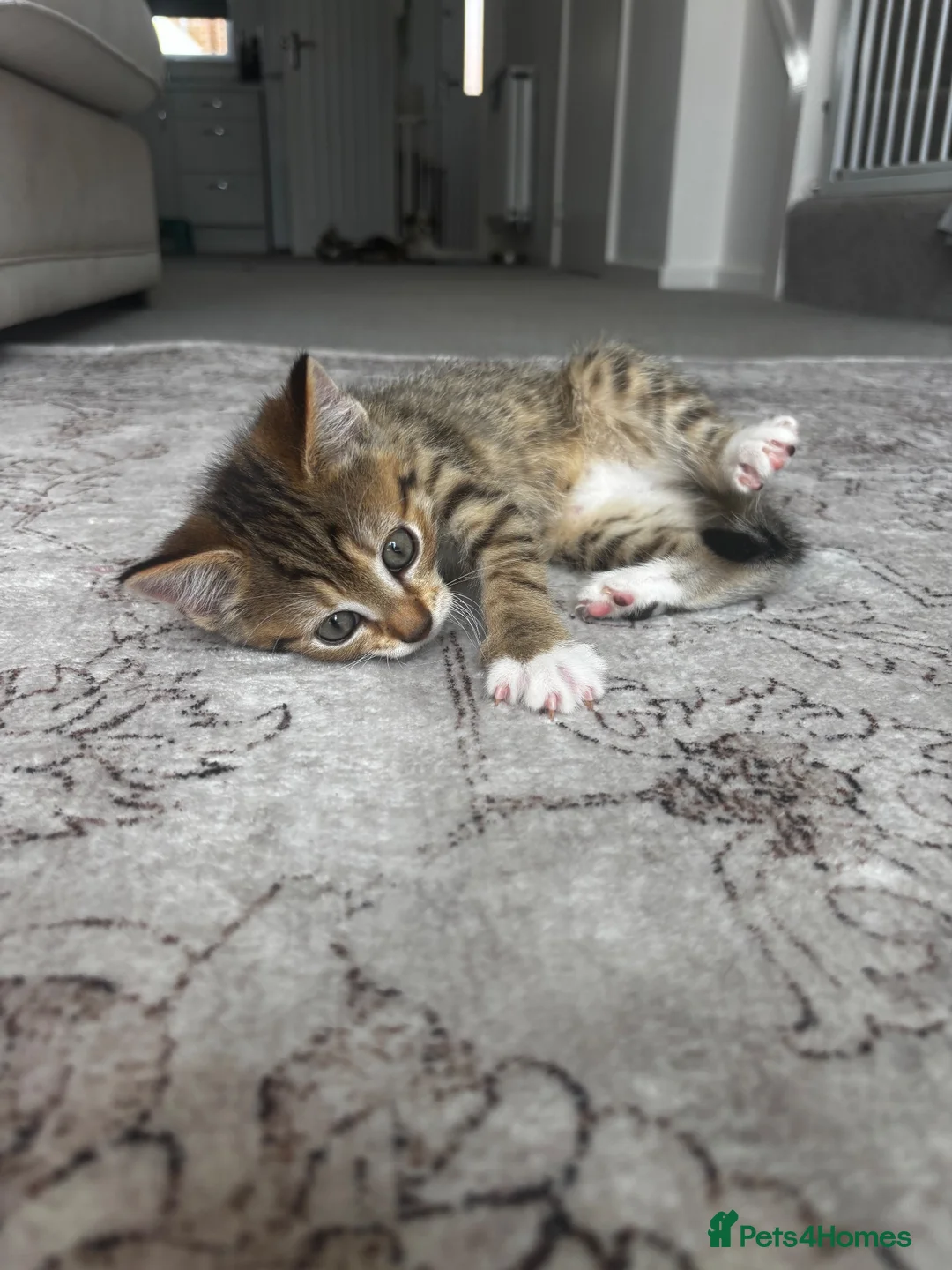 Mixed Breed cats for sale: Female kitten for sale  - Advert 4