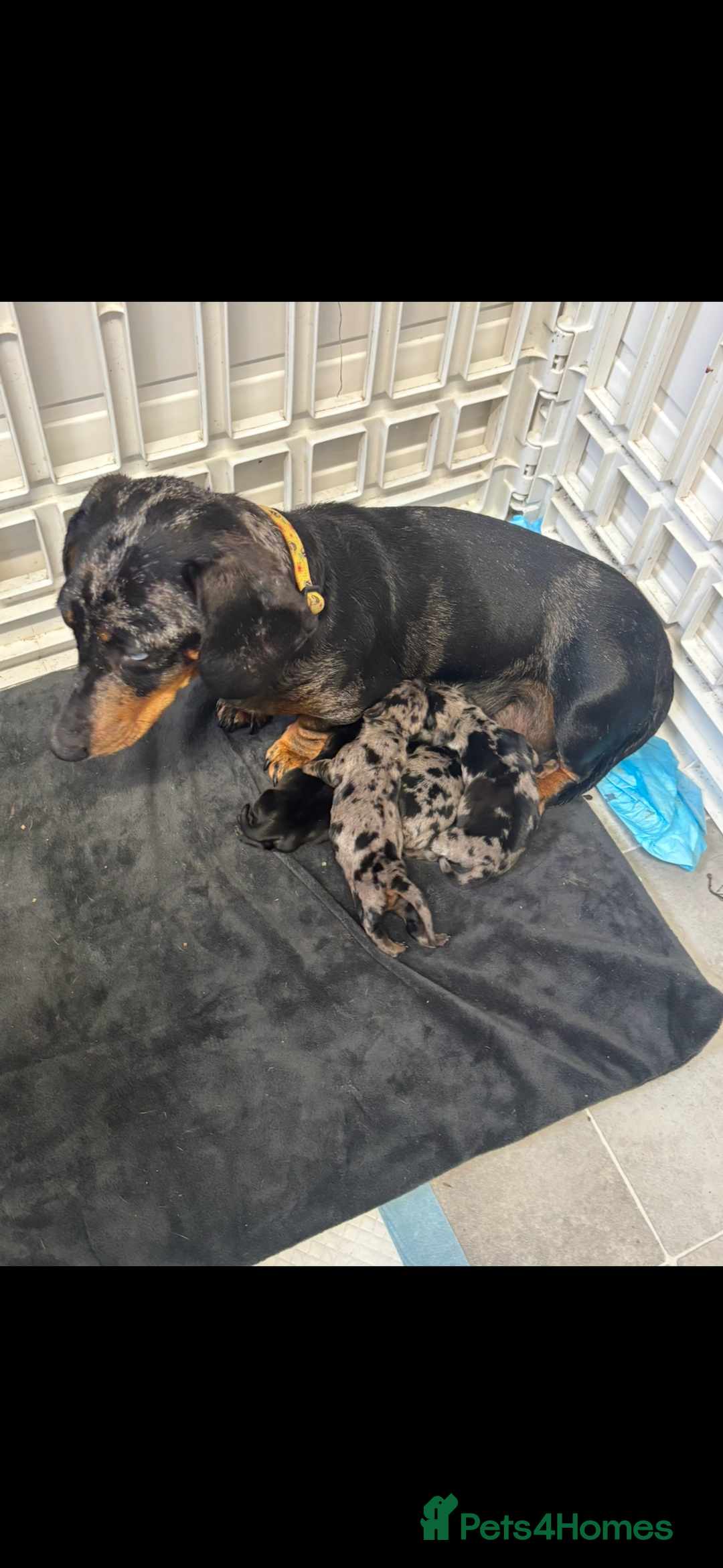 Miniature Dachshund dogs for sale: Beautiful kc registered miniature dachshunds  - Image 8