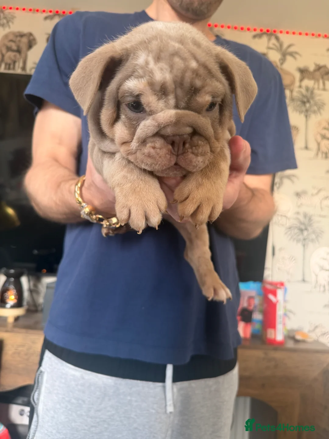 English Bulldog dogs for sale: English Bulldog Puppies in Nottingham - Advert 18