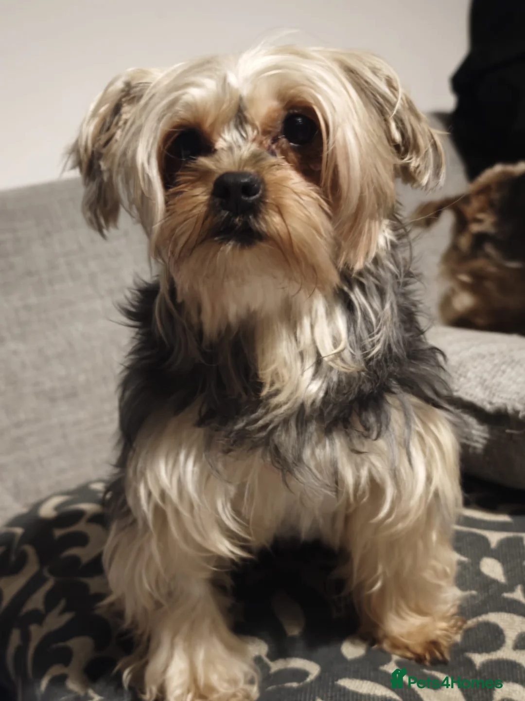 Yorkshire Terrier dogs for sale: Yorkshire Terrier–microchipped,vaccine,vet checked - Advert 11