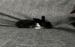 Mixed Breed rabbits for sale: Baby lion heads and lop mix  - Image 2