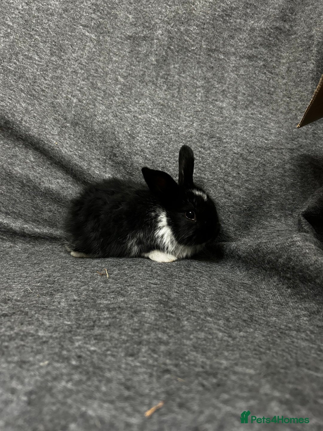 Mixed Breed rabbits for sale: Baby lion heads and lop mix  - Image 2