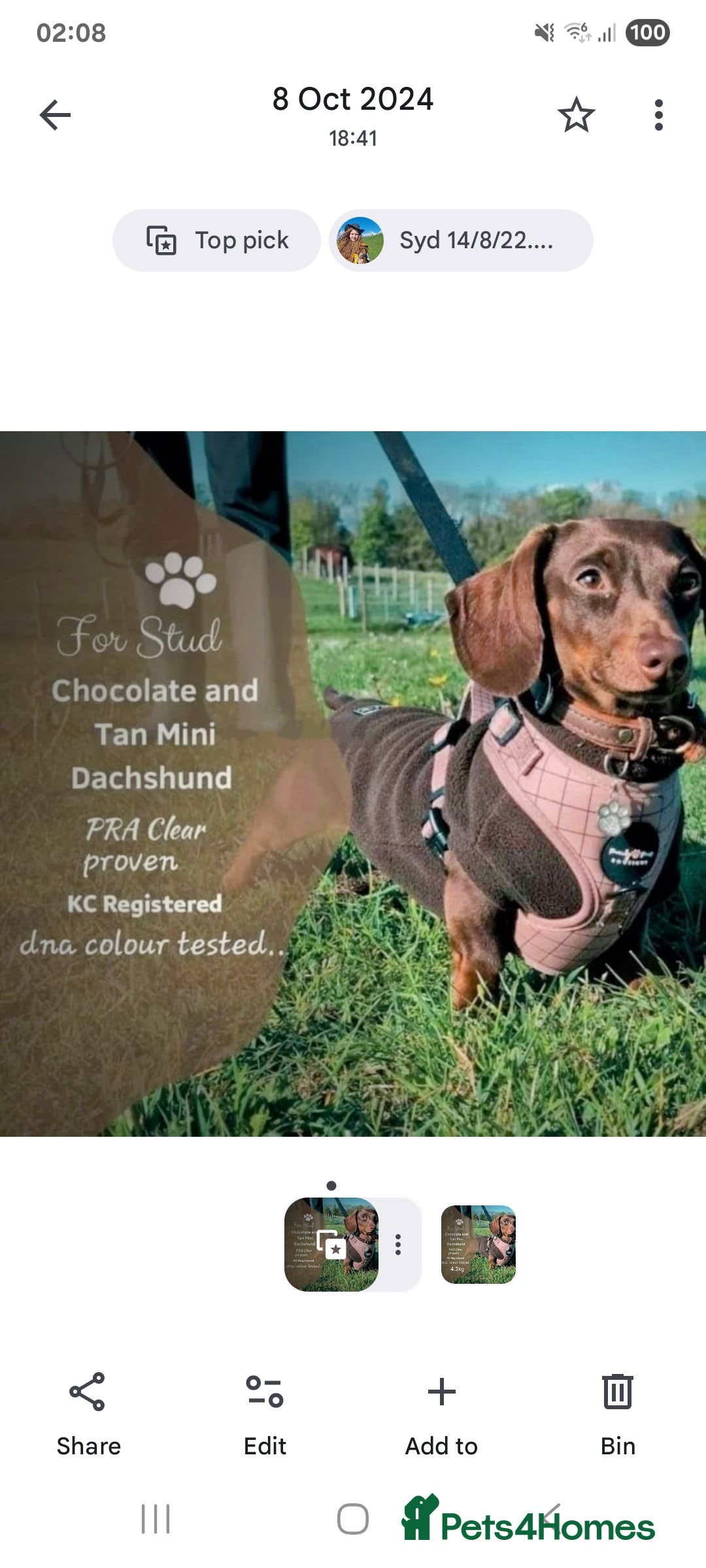 Dachshund dogs for stud: Mini smooth haired stud - Advert 1