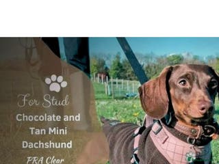 Dachshund dogs Mini smooth haired stud - Advert 8