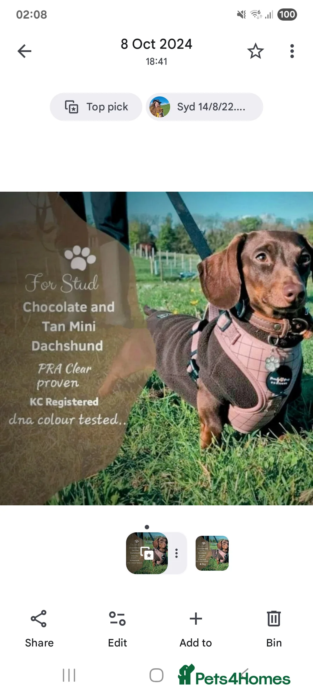 Dachshund dogs for stud: Mini smooth haired stud - Advert 1
