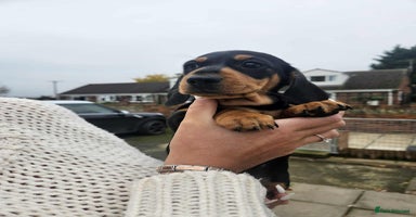 Miniature Dachshund dogs - Advert 6