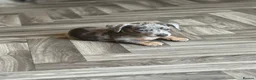 Jackshund dogs for sale: Ready for there forever homes  - Advert 24