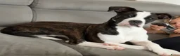 Mixed Breed dogs for sale: Luna  - Advert 2
