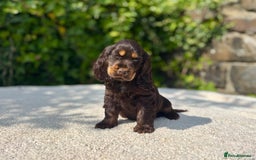Cocker Spaniel dogs for sale: Black Tan and Chocolate Tan Show Cocker Spaniels  - Image 9