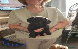 Mixed Breed dogs for sale: Dachshund x shih tzu puppies  - Image 4