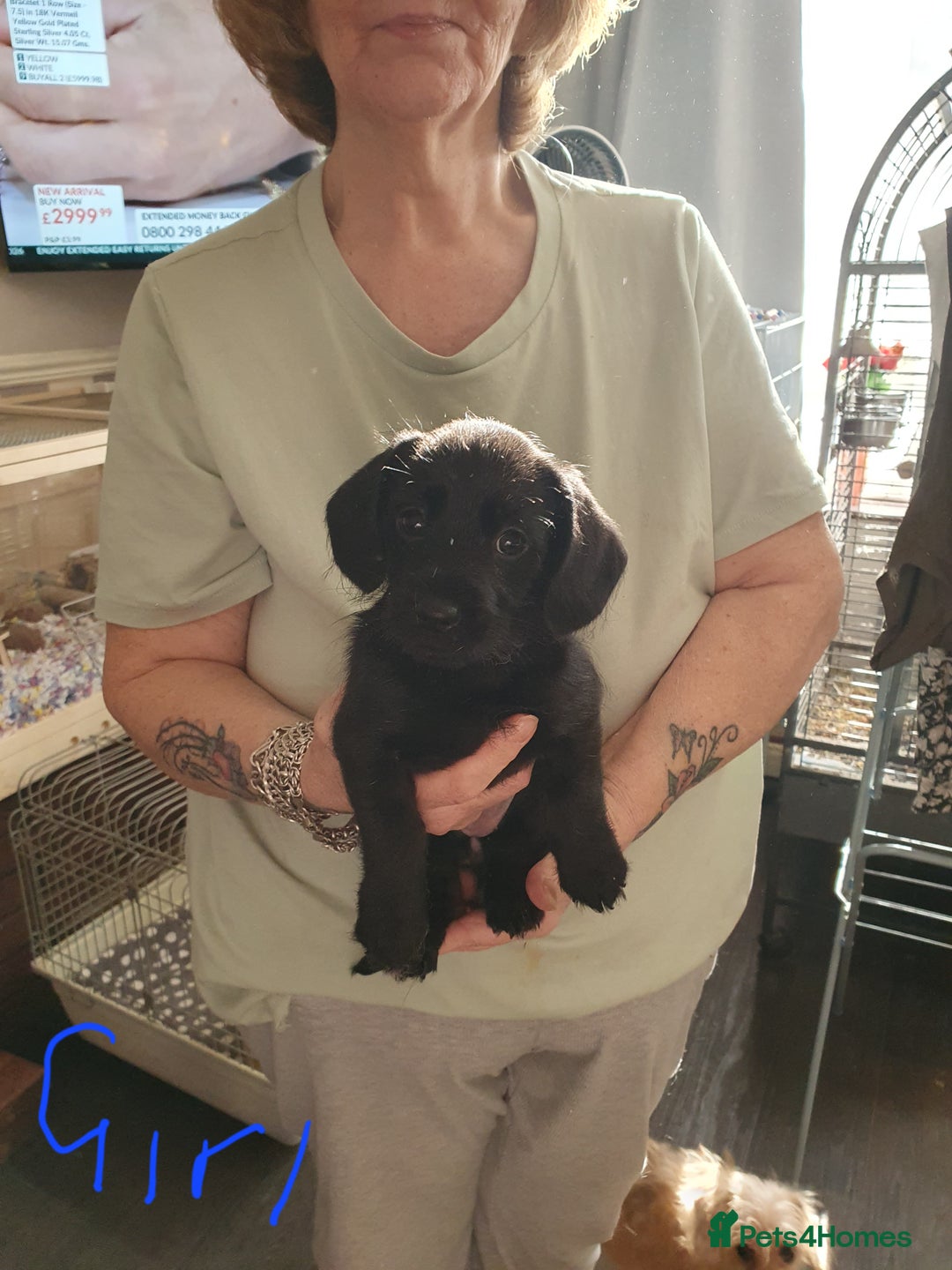 Mixed Breed dogs for sale: Dachshund x shih tzu puppies  - Image 4