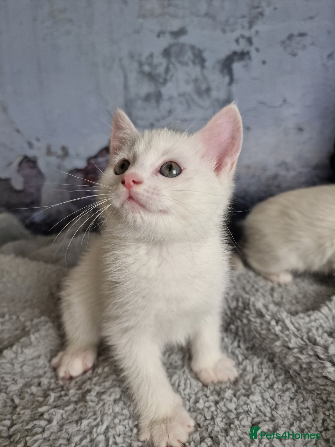 Mixed Breed cats for sale: Lovely kittens from a white odd-eyed mother. - Advert 11