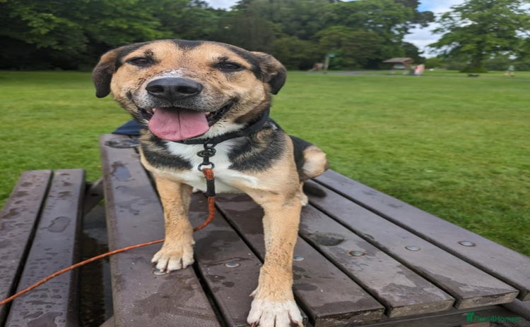 Mixed Breed dogs - Advert 3