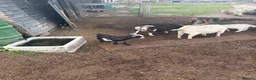 Goats livestock for sale: Pygmy goat in Crawley - Advert 6