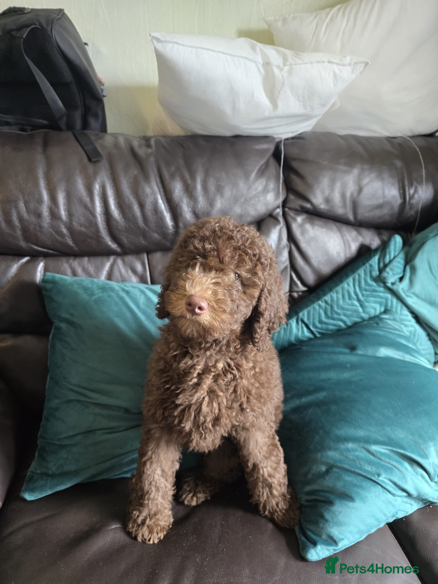 Australian Labradoodle dogs Labradoodle  - Advert 5