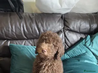 Australian Labradoodle dogs Labradoodle - Advert 5