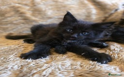 Maine Coon cats for sale: Stunning GCCF Registered Maine Coon kittens  - Image 13